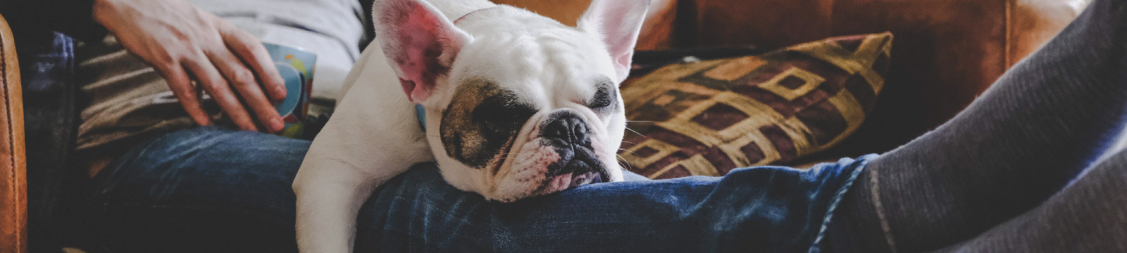 Dog sleeping on man's lap